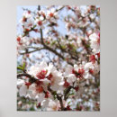 Suche nach baumblüten poster Blühen