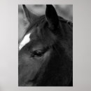 Suche nach profil kunst Pferd