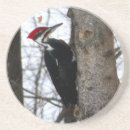 Suche nach spechte untersetzer Vögel