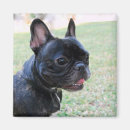 Suche nach franchise magnete Bulldogin