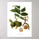 Recherche de à noix art Botanique
