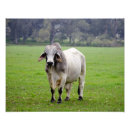 Recherche de bétail posters Boeuf