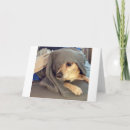 Suche nach tierheim karten Hund