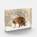 Suche nach tiger wohnen zuhause Natur