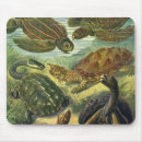 Recherche de mousepad de tortue électronique Chelonia