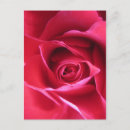 Suche nach red roses postkarten Rot