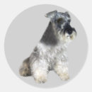 Recherche de miniatures autocollants Schnauzer miniature
