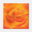 Suche nach orange rose magnete Rosen