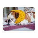 Suche nach englische bulldogge magnete Niedlich