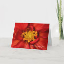 Suche nach orange dahlie karten Dahlien