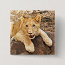 Recherche de chat tigré badges Photographie