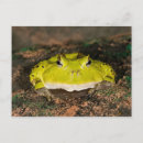 Recherche de cornus cartes postales Faune