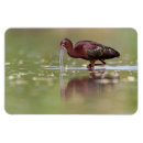 Recherche de étang magnets Faune