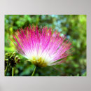 Recherche de silk posters Nature