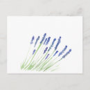 Recherche de fleurs lavande cartes postales Nature