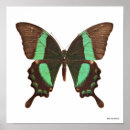 Suche nach nature photography poster Butterfly