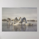 Recherche de cygnes posters Cygne trompette