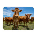 Recherche de cow magnets Livestock