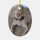 Suche nach weimaraner ornamente Welpe