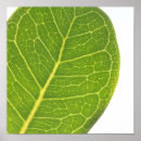 Recherche de feuilles verts posters Nature