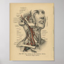 Recherche de tête humaine posters Anatomie