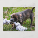 Suche nach chihuahua poster Jungtier