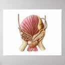 Recherche de reproducteur posters Soins de santé