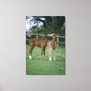Suche nach fohlen poster leinwandbilder Bauernhof