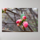 Suche nach knospen poster Blüte