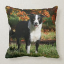 Recherche de de border collie coussins Langrishphotocanine