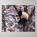 Suche nach junger panda poster China