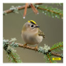 Suche nach makro poster Fotografie