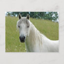Recherche de étalon blanc cartes postales Sauvage