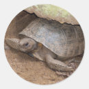 Suche nach gopher aufkleber Schildkröte