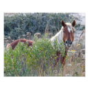 Suche nach wild horse poster Wildpferde