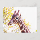 Recherche de portrait girafe cartes postales Nature
