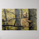 Suche nach spirit bear poster Bären