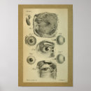 Recherche de yeux humains posters Anatomie