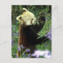 Recherche de panda rouge cartes postales Ours