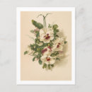 Suche nach lila stiefmütterchen postkarten Weiß