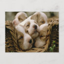 Recherche de remplir cartes postales Animal
