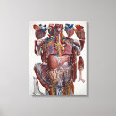 Suche nach menschliche organe leinwandbilder Anatomie