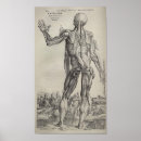 Suche nach menschliches skelett poster Anatomie