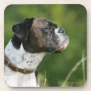 Recherche de boxeur photographie Profil