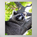 Recherche de animal masqué posters Faune