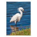 Suche nach watender vogel Wild lebende tiere
