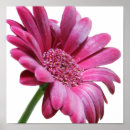 Recherche de gerber rose posters Fleurs