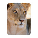 Recherche de gallo magnets Animal