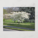 Suche nach frühlingsblüten postkarten Natur