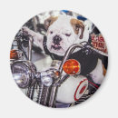 Recherche de race pure magnets Chien